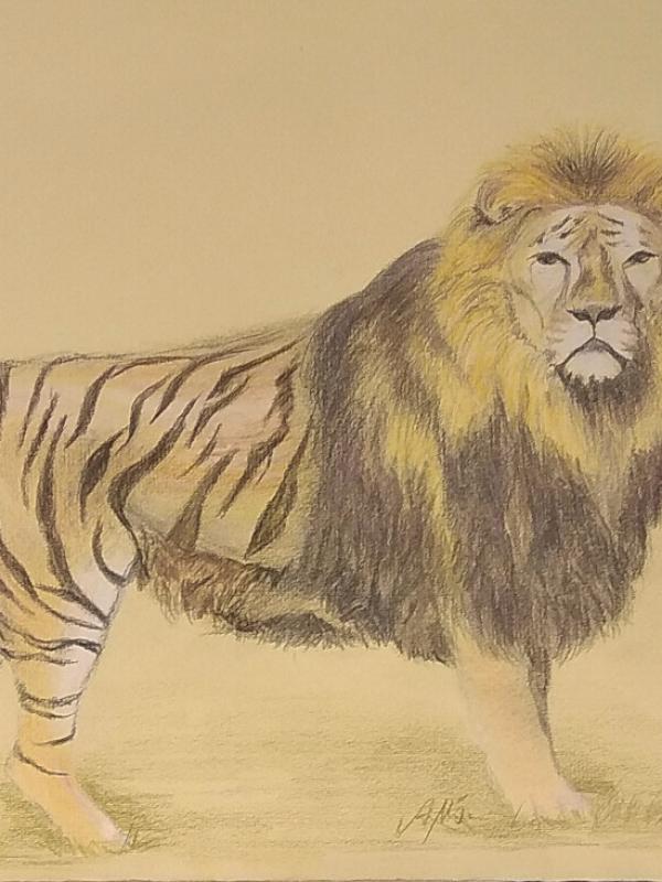 Liger
